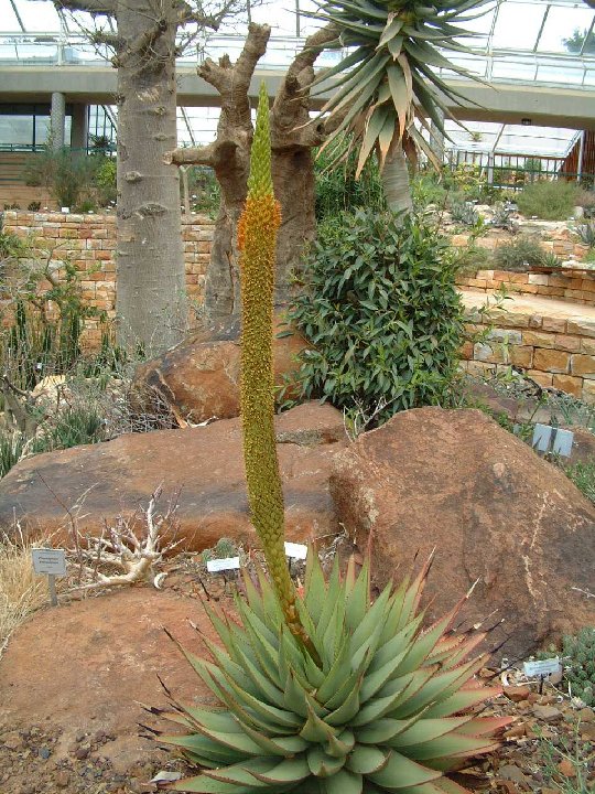 Aloe broomii JL Dscf4177